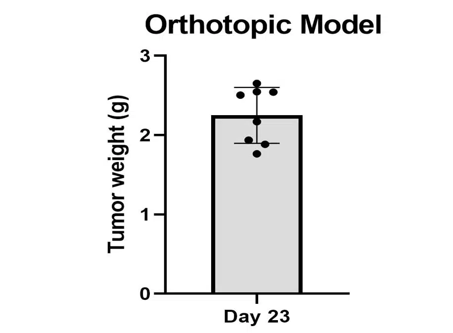 CT-26 Orthotopic Model (1)