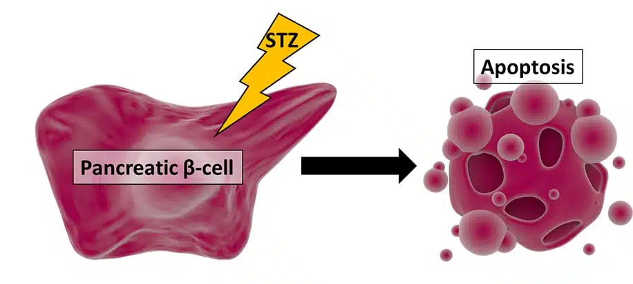 STZ-beta-cell