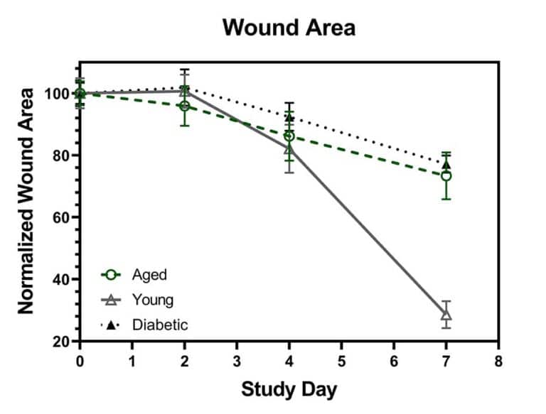 B6.Cg-m Model Of Diabetic Wound Healing | Ichor Life Sciences