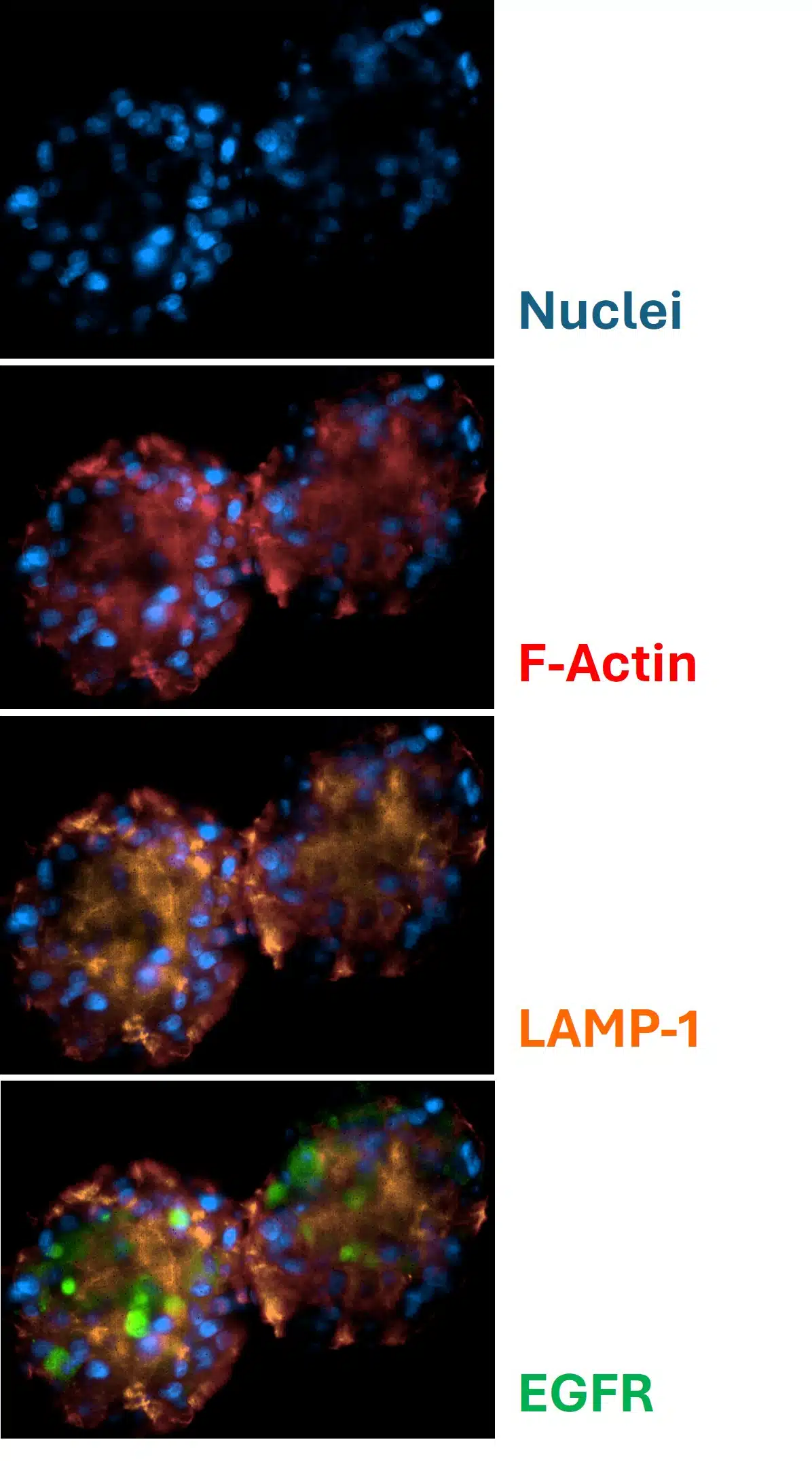 3D Imaging for Spheroid Characterization