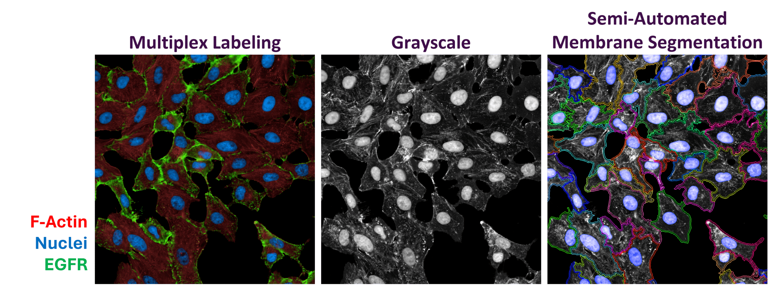 Automated Image Analysis