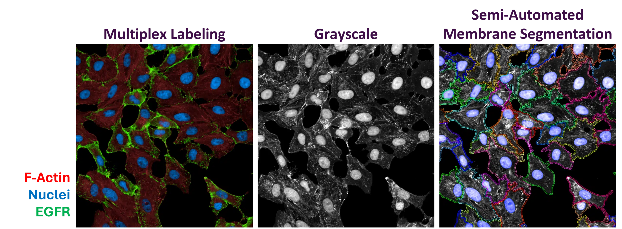 Automated Image Analysis