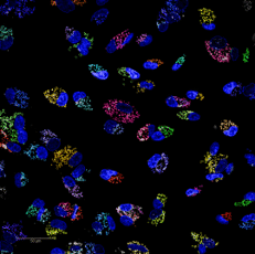 Cell painting assay