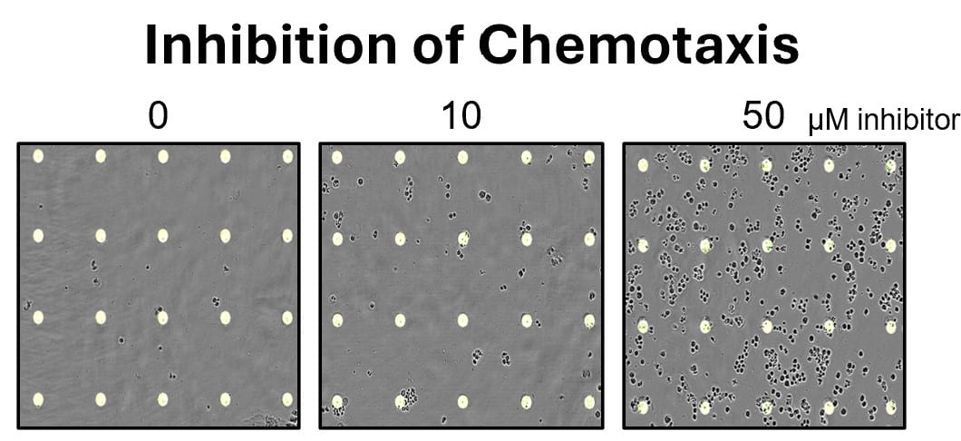 Inhib Chemo