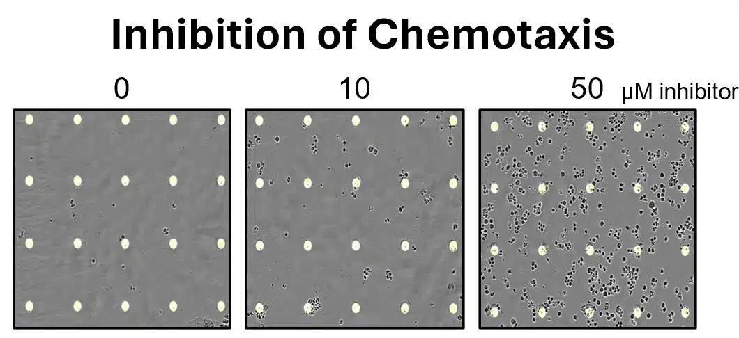 Inhib Chemo