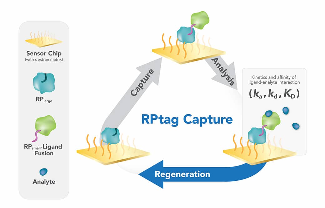 RPtag-Capture@2x
