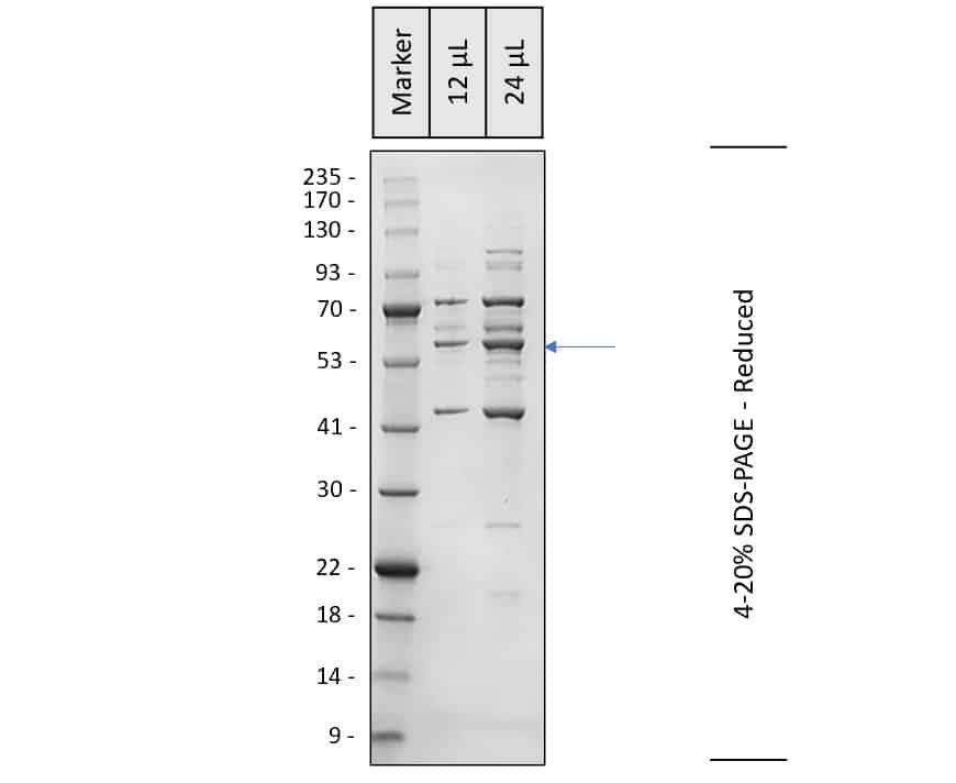 WB- Ram