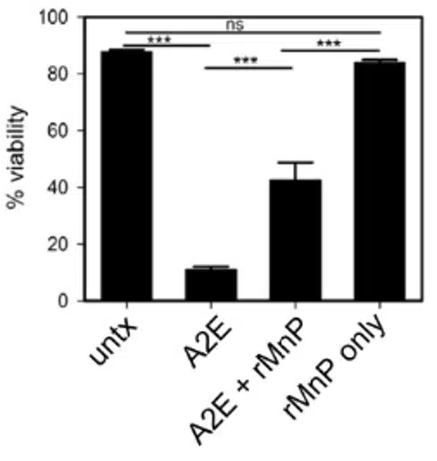 amd_arpe19_cytotoxicity