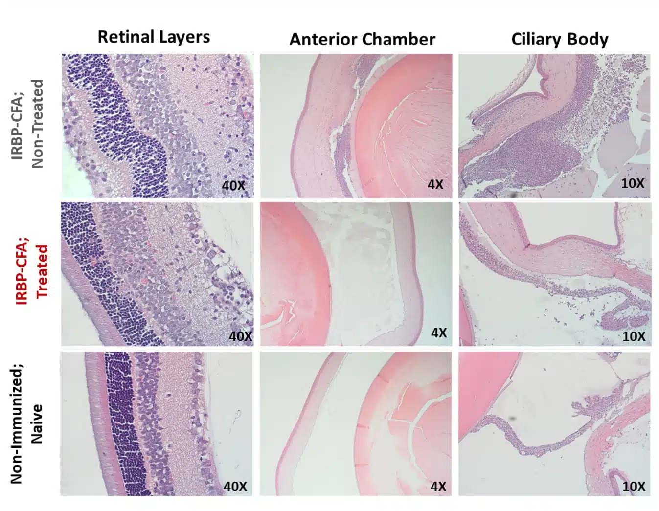 eau_histology